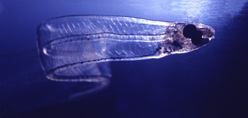 深海魚　レプトケファルス
